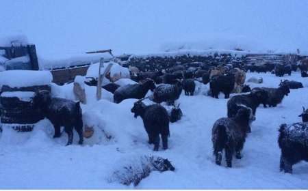 УОК: Нийт найман аймагт төмөр зудтай байна