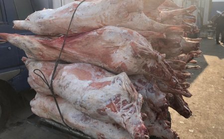 ҮСХ: Энэ жил ууцны үнэ өмнөх оноос 40-300 мянгаар өссөн